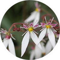 Saxifraga Sarmentosa