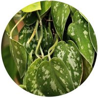 Scindapsus Pictus Argyraeus