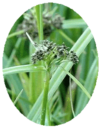Scirpus Sylvaticus