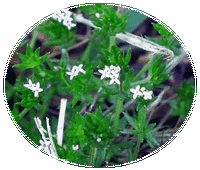 Sherardia Arvensis - Field Madder