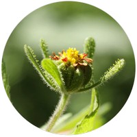 Sigesbeckia Orientalis