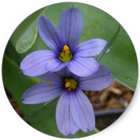 Sisyrinchium - Blue-eyed-grass