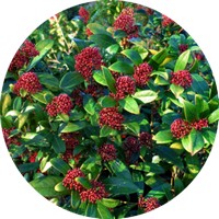 Skimmia Japonica