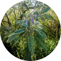 Solanum Granuloso-Leprosum - Fumo Bravo
