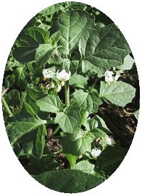 Solanum Nigrum