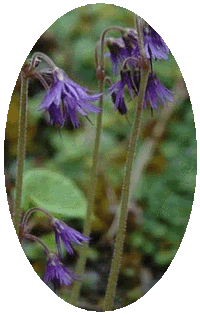Soldanella Montana