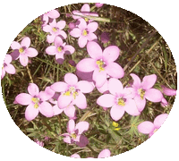 Spergularia Rubra