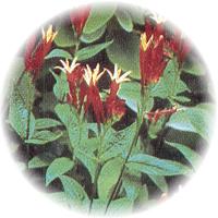 Spigelia Anthelmia