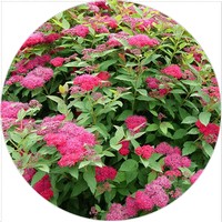 Spiraea