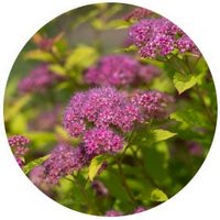 Spiraea