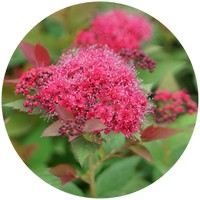 Spiraea