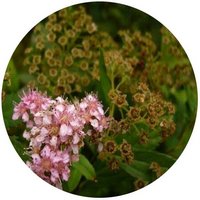 Spiraea Bumalda