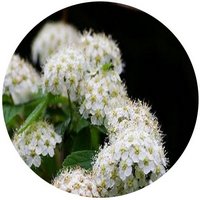 Spiraea Chinensis