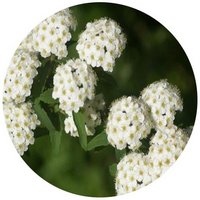 Spiraea Cantonensis