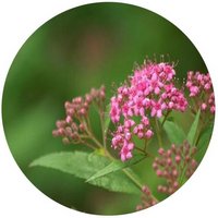 Spiraea Japonica