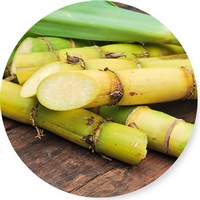 Saccharum Officinarum