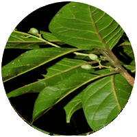 Symplocos Odoratissima