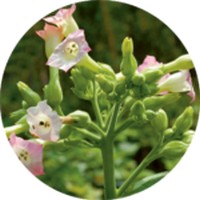 Nicotiana Tabacum