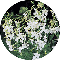 Nicotiana Alata - Jasmine Tobacco