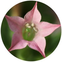 Nicotiana Grandiflora