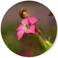 Nicotiana Rustica