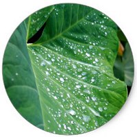 Taro - Colocasia Esculenta