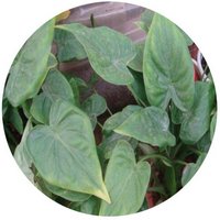 Alocasia Cucullata - Taro Chino