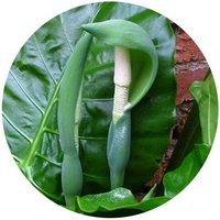 Alocasia Macrorrhiza - Taro Gigante