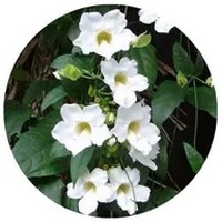 Thunbergia Fragrans