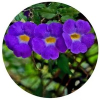 Thunbergia Purpura