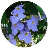 Thunbergia Grandiflora