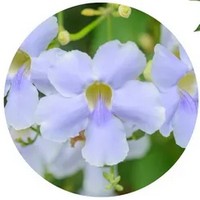 Thunbergia Grandiflora