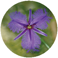 Thysanotus Tuberosus - Fringed Violet