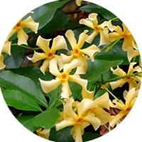 Trachelospermum Amarillo