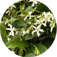 Trachelospermum Blanco