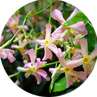 Trachelospermum Rosado
