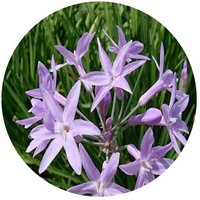 Tulbaghia Violacea