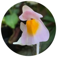 Utricularia