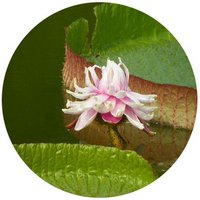 Victoria Amazonica - Victoria Regia
