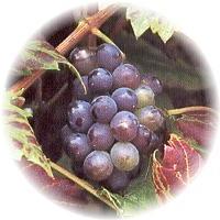 Vid Roja: Vitis Vinifera