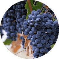 Vid Roja: Vitis Vinifera