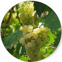 Vid Roja: Vitis Vinifera