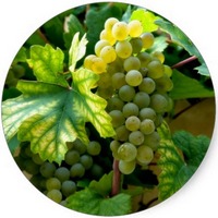 Vid Roja: Vitis Vinifera