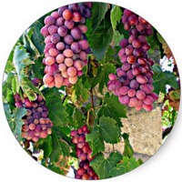 Vid Roja: Vitis Vinifera