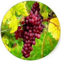 Vid Roja: Vitis Vinifera