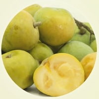 White Zapote - Casimiroa Edulis