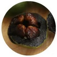 Zapote Negro - Diospyros Digyna