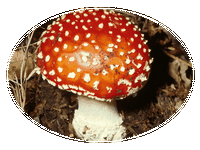 Amanita Muscaria