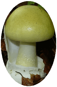 Amanita Phalloides