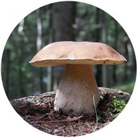 Boletus Porcini